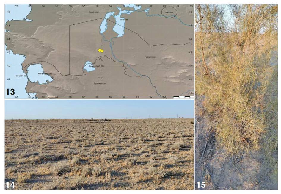 Uzbekistan discovers new Karakumosa spider species, raising genus total to 19